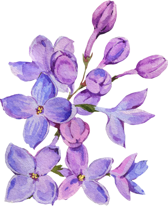 Watercolor pink lilac flowers