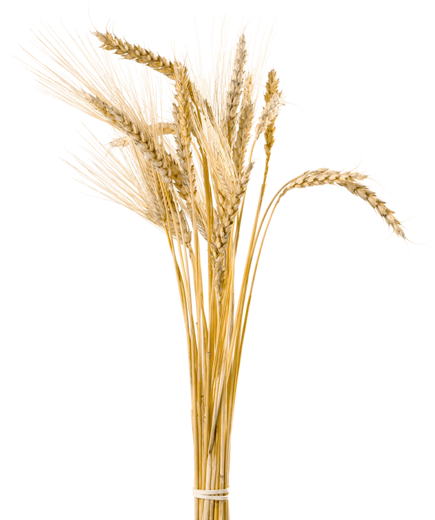 Closeup of Golden Barley 