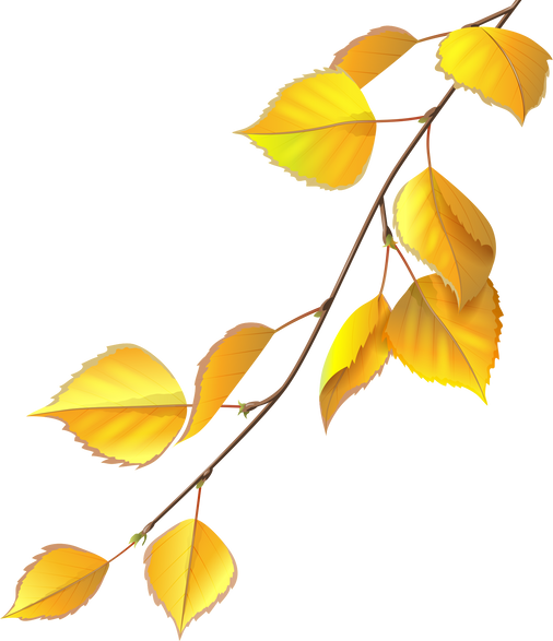 Birch Branch with Yellow Leaves